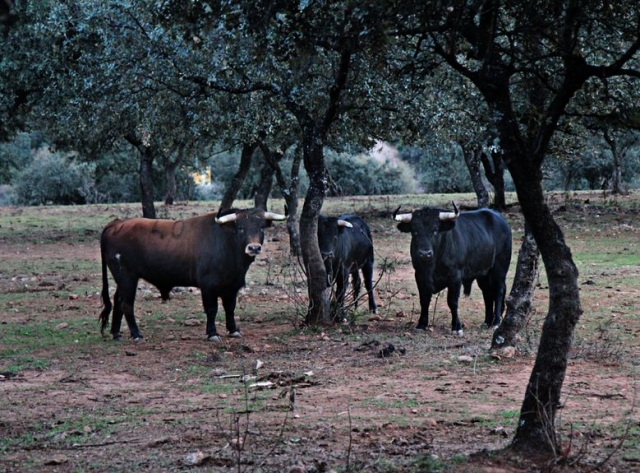 tres vaquillas entre los arboles